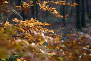 Herbst, Natur & Landschaft Fotografie. photoart - online Galerie