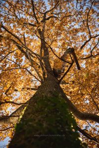 Herbst, Natur & Landschaft Fotografie. photoart - online Galerie