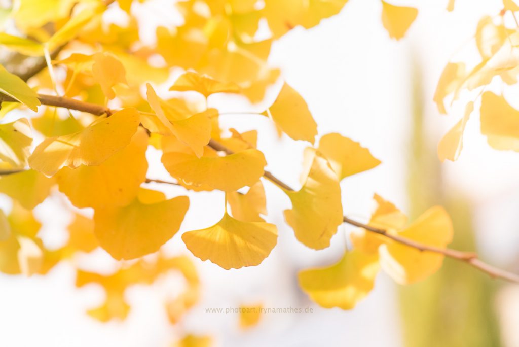 Herbst-gelb2019-6512-WEB