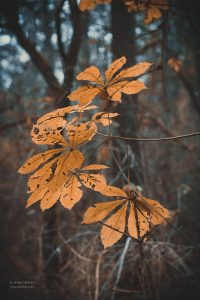 Herbst. Naturmotive von Iryna Mathes