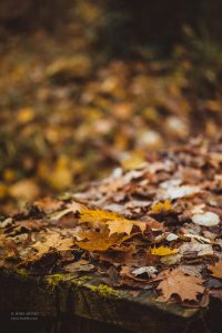 Herbst. Naturmotive von Iryna Mathes