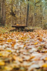 Herbst. Naturmotive von Iryna Mathes