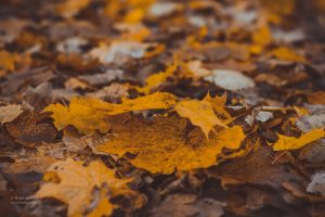 Herbst. Naturmotive von Iryna Mathes