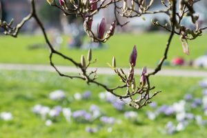 Frühling in Karlsruhe. Natur Fotografie