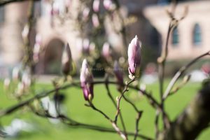 Frühling in Karlsruhe. Natur Fotografie