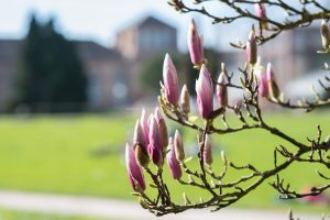 Frühling in Karlsruhe. Natur Fotografie