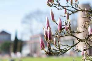 Frühling in Karlsruhe. Natur Fotografie