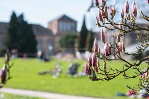 Frühling in Karlsruhe. Natur Fotografie