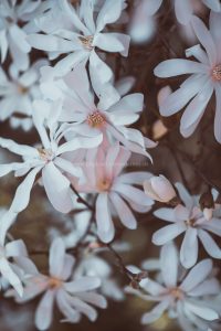 Frühling in Karlsruhe. Natur Fotografie