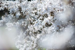 Frühling in Karlsruhe. Natur Fotografie