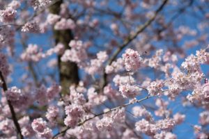 Frühling in Karlsruhe. Natur Fotografie
