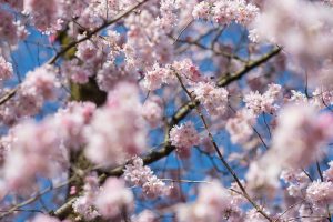 Frühling in Karlsruhe. Natur Fotografie