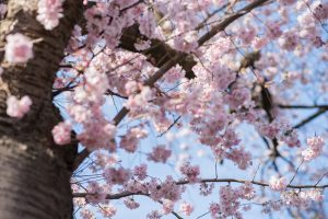 Frühling in Karlsruhe. Natur Fotografie