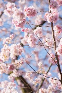 Frühling in Karlsruhe. Natur Fotografie