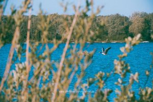 Am Baggersee. Naturfotografie Iryna Mathes