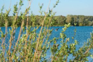 Am Baggersee. Naturfotografie Iryna Mathes