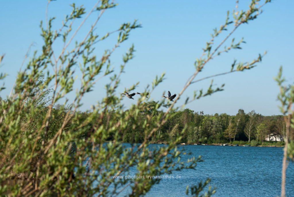 Landschaft-Natur-Dettenheim-web-4392