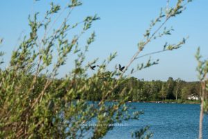 Am Baggersee. Naturfotografie Iryna Mathes