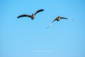 Am Baggersee. Naturfotografie Iryna Mathes