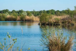 Am Baggersee. Naturfotografie Iryna Mathes