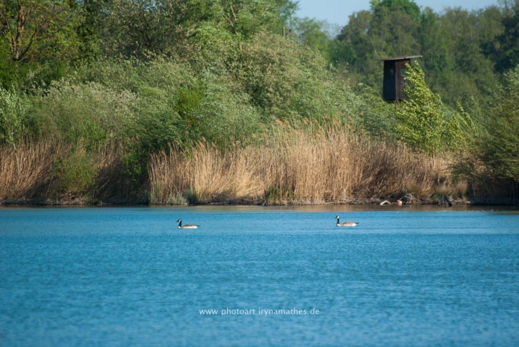 Landschaft-Natur-Dettenheim-web-4452