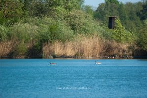 Am Baggersee. Naturfotografie Iryna Mathes