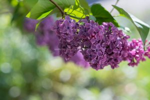 Flieder im Garten, Naturfotografie,. Fotos für Sie