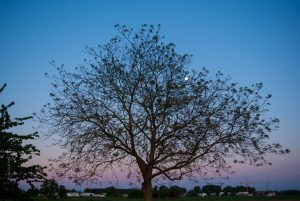 Mondnacht. Naturfotografie Iryna Mathes
