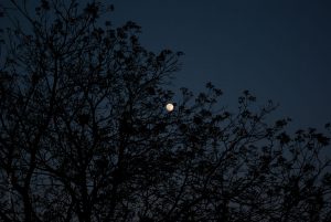 Mondnacht. Naturfotografie Iryna Mathes