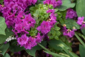 Rhododendron in Garten. Naturfotografie. Motive zum kaufen