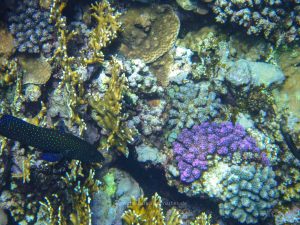 Rotes Meer, Unterwasserfotos. Korallen und Fische sind eine bunte Welt