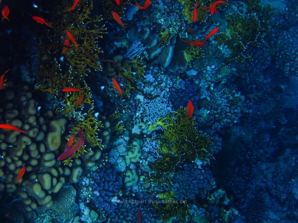 Egypt-unterwasser-web-0328