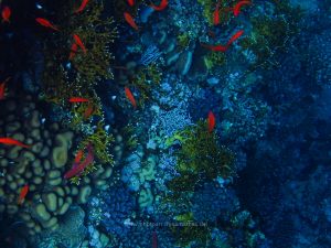 Rotes Meer, Unterwasserfotos. Korallen und Fische sind eine bunte Welt