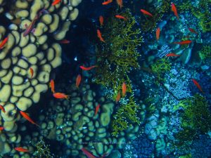 Rotes Meer, Unterwasserfotos. Korallen und Fische sind eine bunte Welt