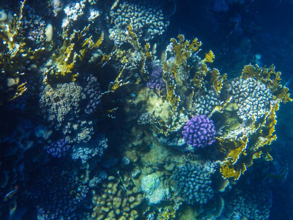 Egypt-unterwasser-web-0381