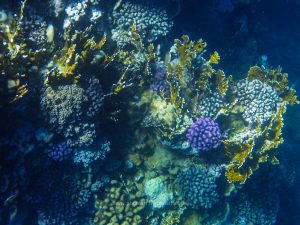 Rotes Meer, Unterwasserfotos. Korallen und Fische sind eine bunte Welt