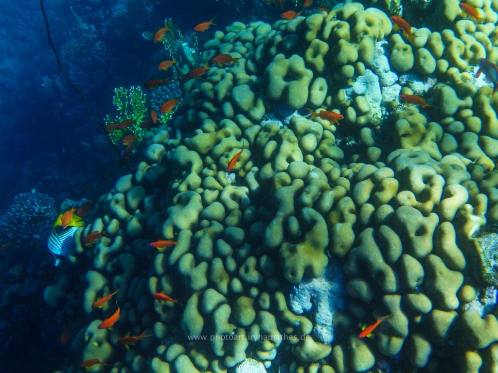 Egypt-unterwasser-web-0392