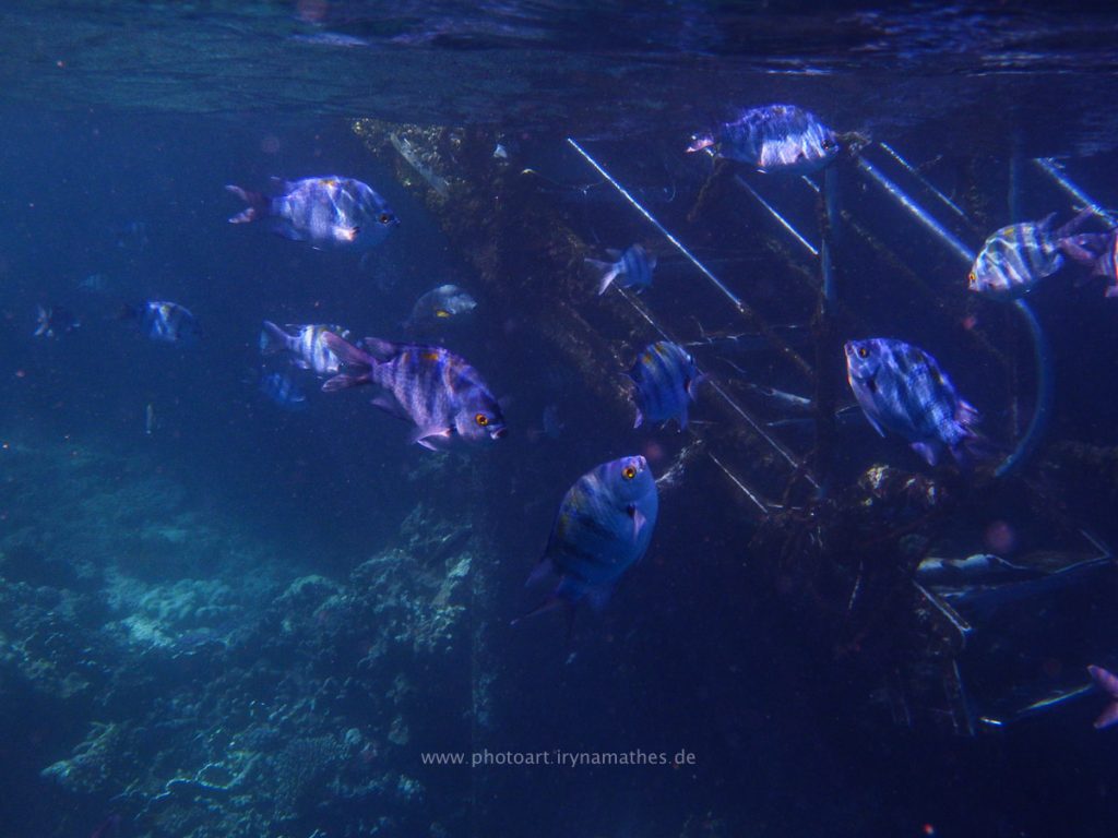 Egypt-unterwasser-web-0404