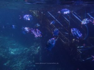 Rotes Meer, Unterwasserfotos. Korallen und Fische sind eine bunte Welt