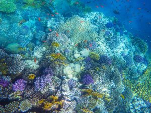 Rotes Meer, Unterwasserfotos. Korallen und Fische sind eine bunte Welt