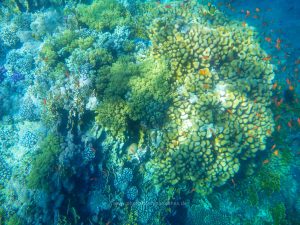 Rotes Meer, Unterwasserfotos. Korallen und Fische sind eine bunte Welt