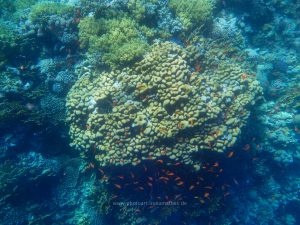 Rotes Meer, Unterwasserfotos. Korallen und Fische sind eine bunte Welt