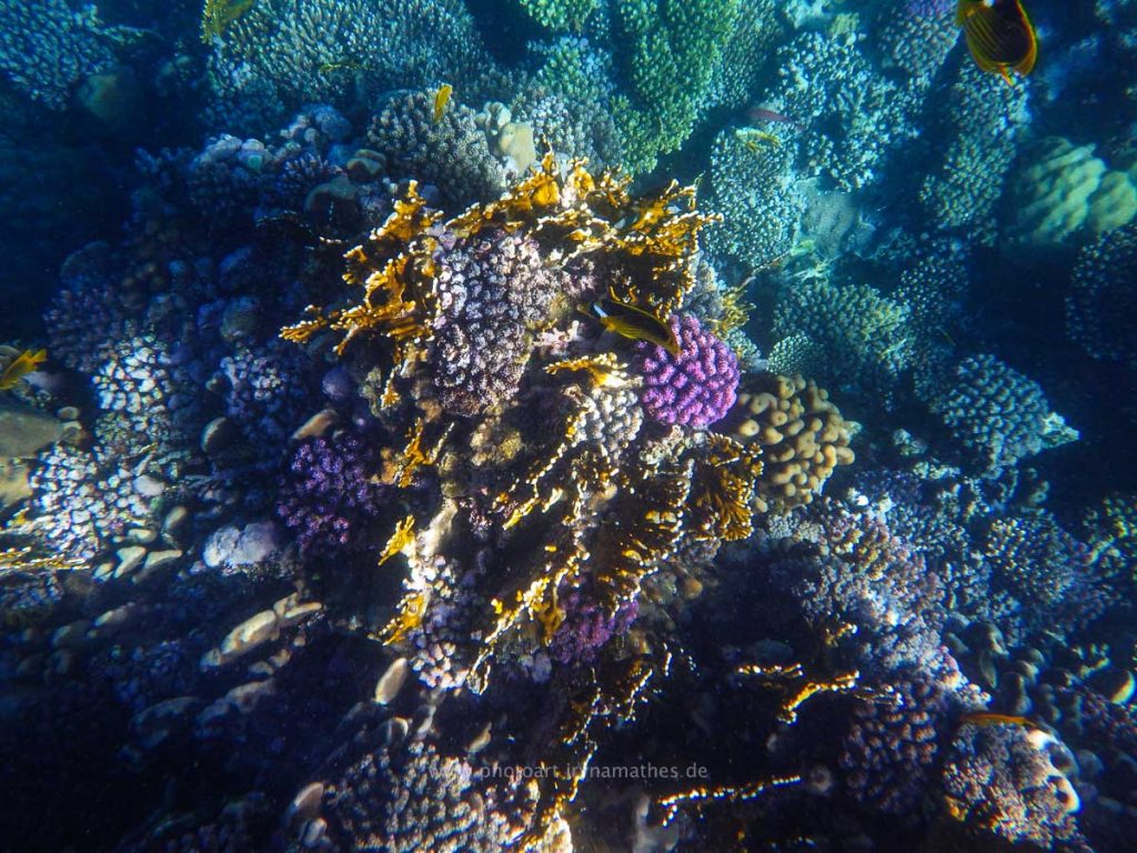 Egypt-unterwasser-web-0452