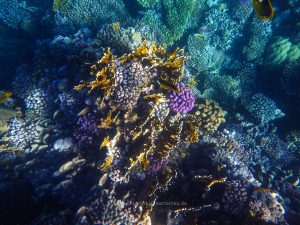 Rotes Meer, Unterwasserfotos. Korallen und Fische sind eine bunte Welt