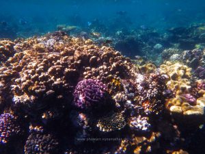 Rotes Meer, Unterwasserfotos. Korallen und Fische sind eine bunte Welt