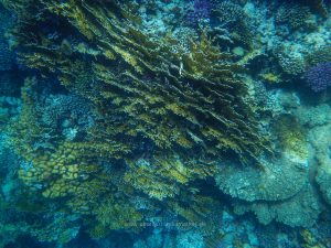 Rotes Meer, Unterwasserfotos. Korallen und Fische sind eine bunte Welt