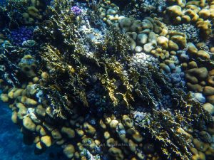 Rotes Meer, Unterwasserfotos. Korallen und Fische sind eine bunte Welt