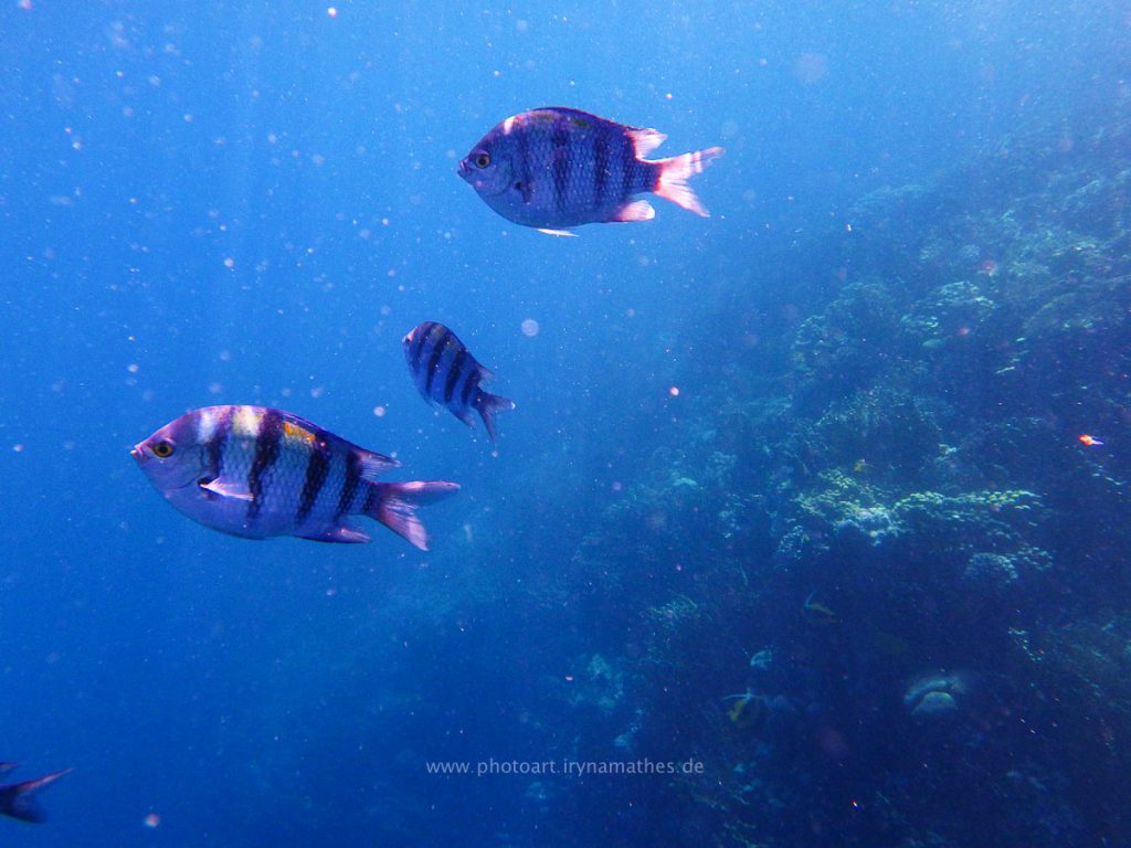 Egypt-unterwasser-web-0526