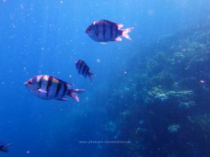 Rotes Meer, Unterwasserfotos. Korallen und Fische sind eine bunte Welt