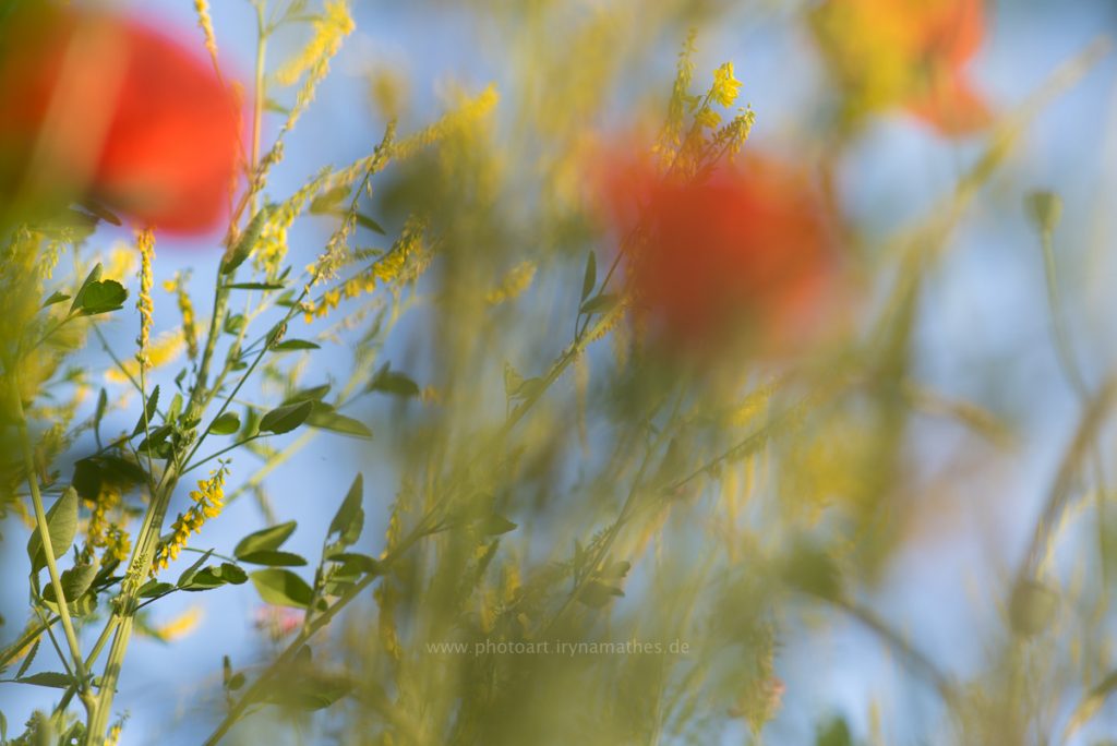 Sommerwiese. Mohn und bunte Gräser. Natur fotografie